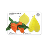 JEM 2 PC Arum Lily & Leaf Life Size Cutter Set - Fondant Gumpaste Clay Crafts